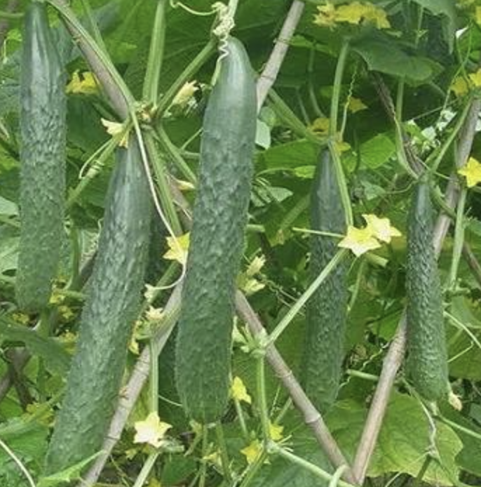 黃瓜轉(zhuǎn)化服務(wù)中標