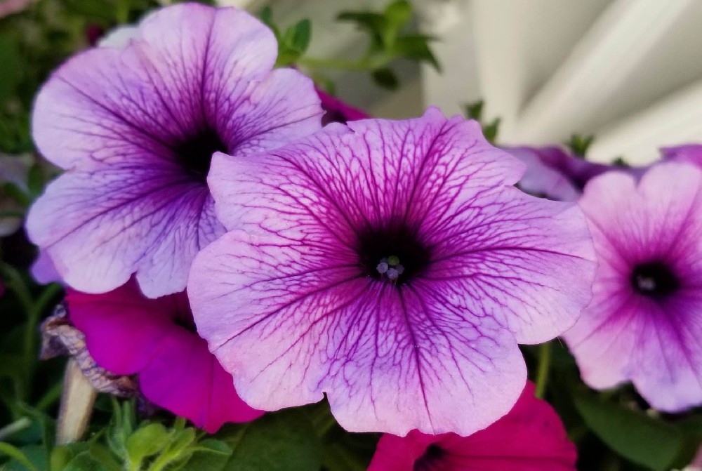 矮牽?；蚓庉嬅珥樌桓?></div>
        <div   id=