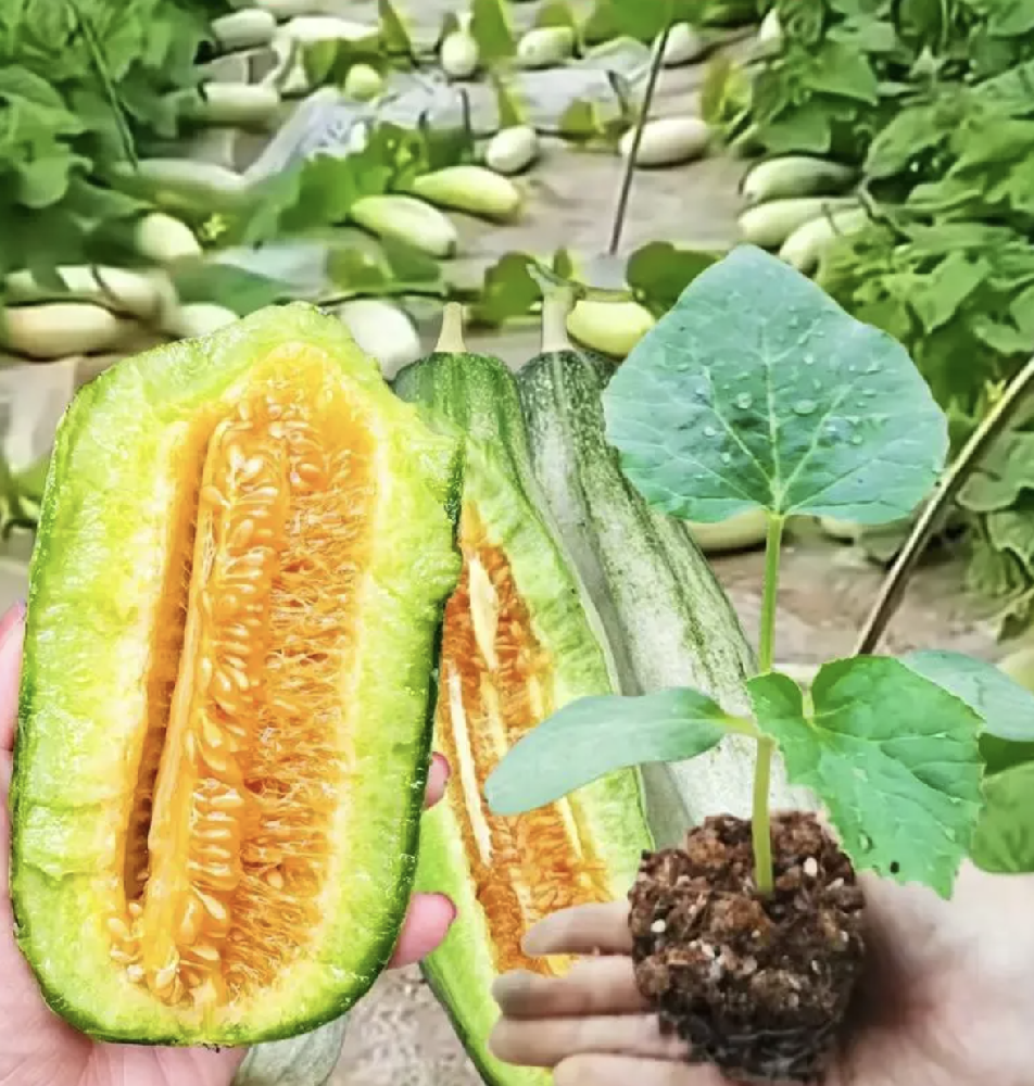 甜瓜基因編輯苗順利交付